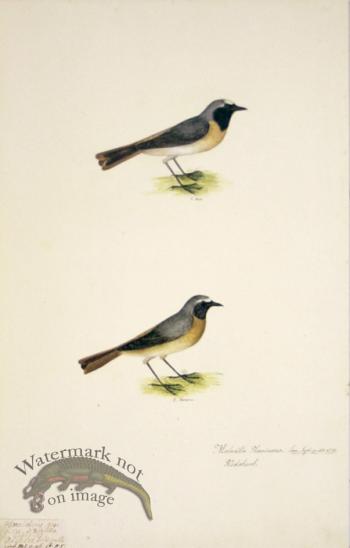 66 Swedish Birds . Motacilla phoenicurus, Common Redstart